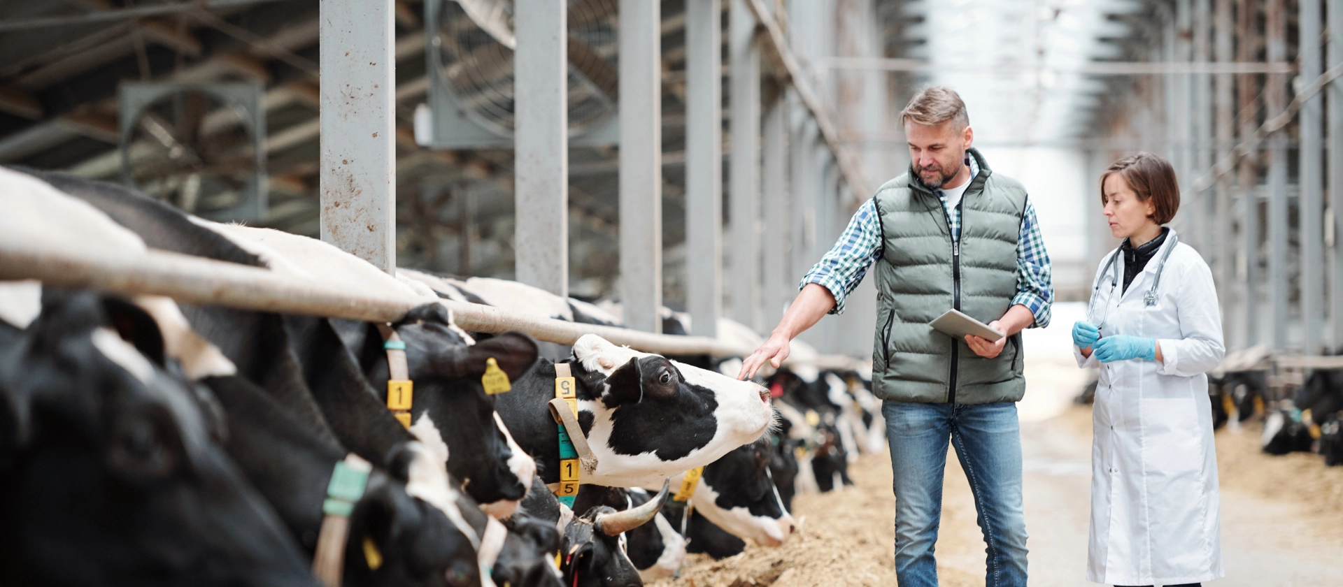 Landwirt in Milchvieh-Stall mit Veterinärin